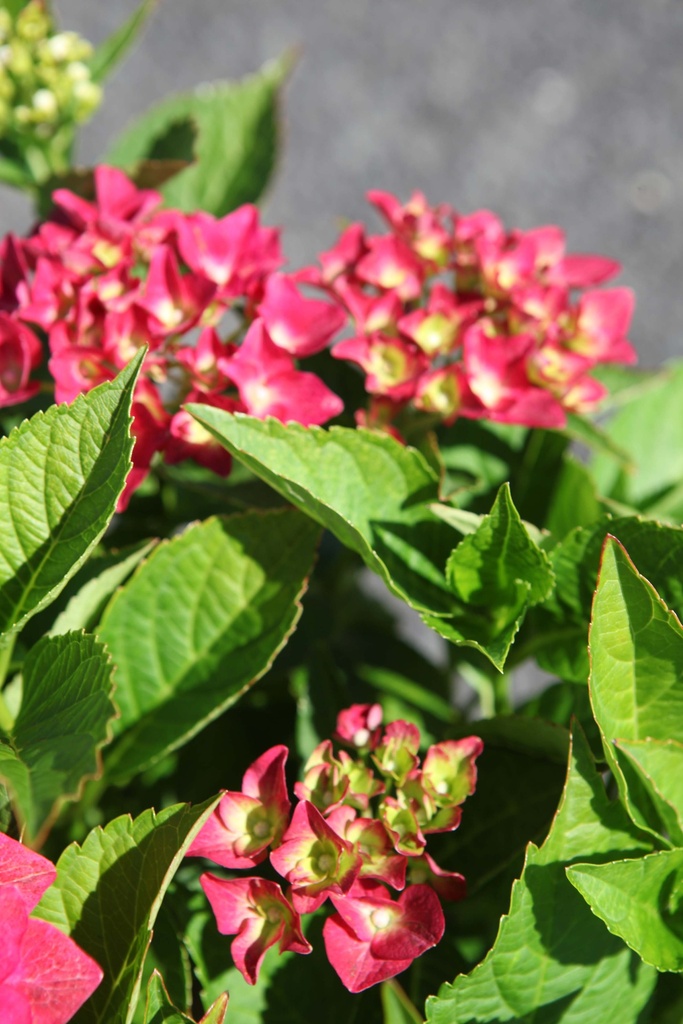 [xx] HYDRANGEA MACROPHYLLA 'AB GREEN SHADOW' (Pot 10 liter, 40-50 cm)