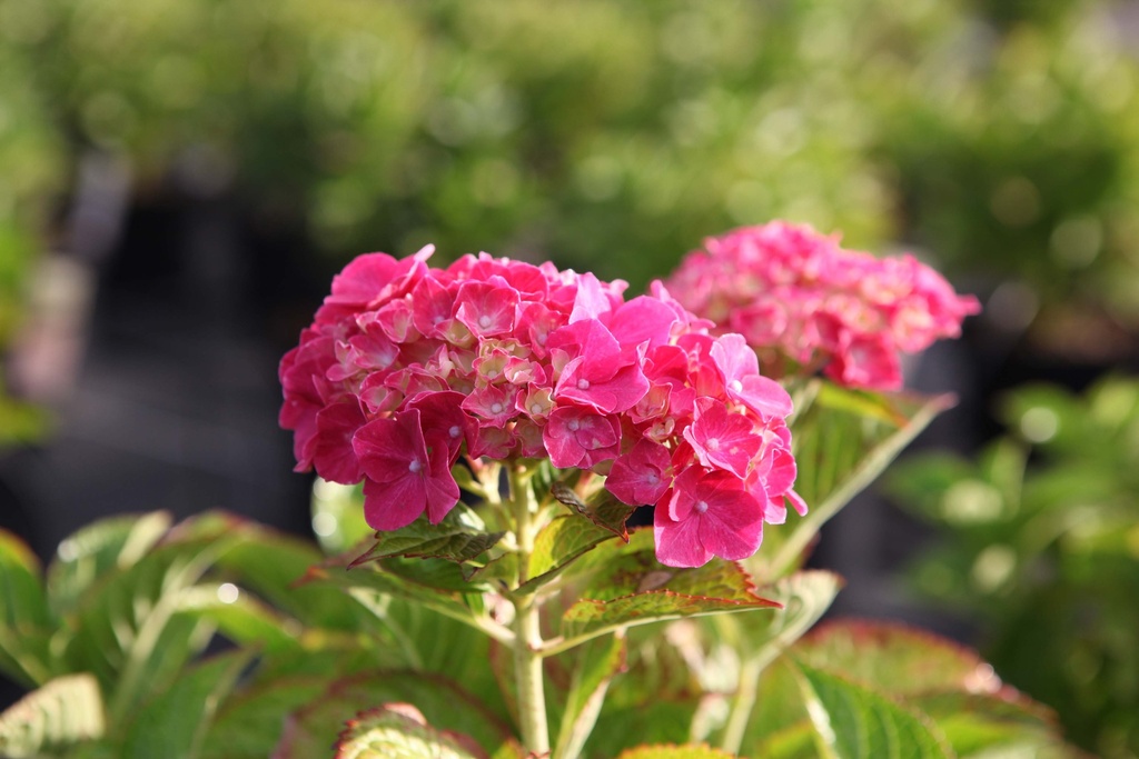 [HMAL3] HYDRANGEA MACROPHYLLA 'ALPENGLUEHEN' (Pot 3 liter, 25-30 cm)