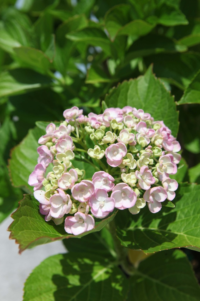 [xx] HYDRANGEA MACROPHYLLA 'AYESHA' (Pot, 60-80 cm)