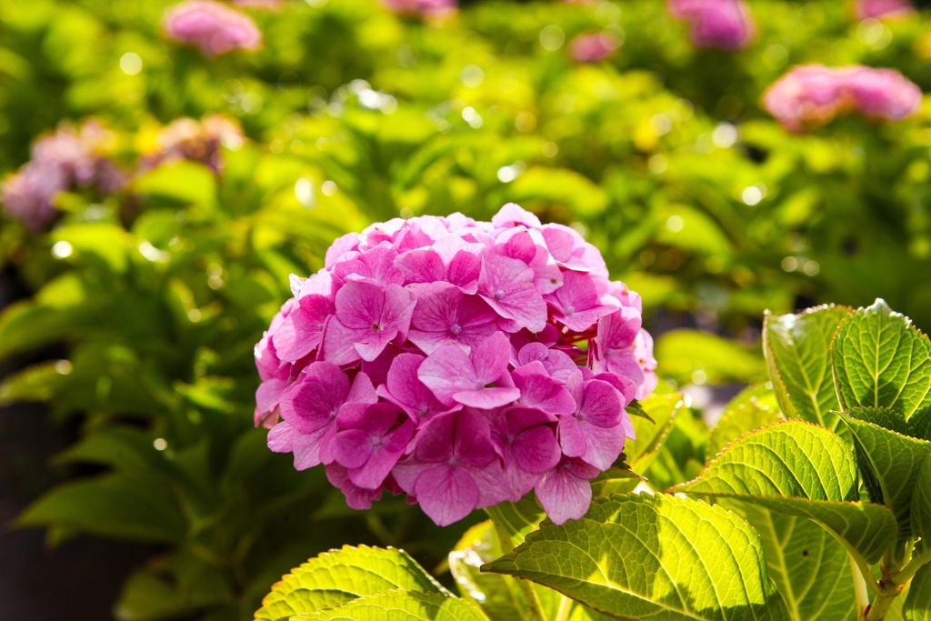 HYDRANGEA MACROPHYLLA BELLE SEDUCTION