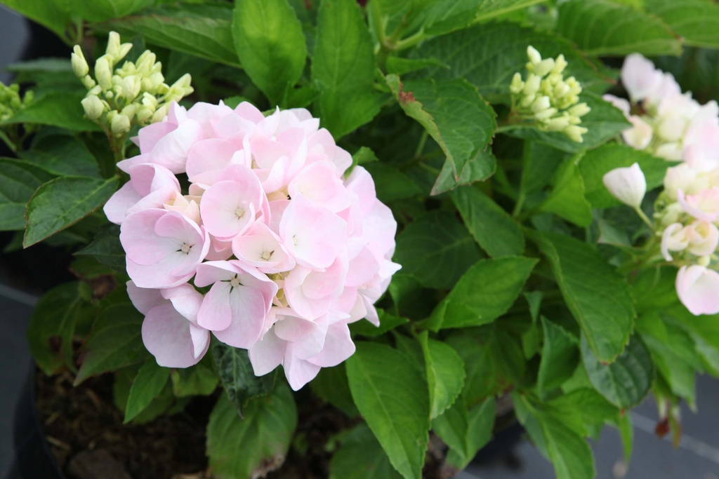 [HMBDBDO25C3] HYDRANGEA MACROPHYLLA 'BLUE DANUBE (BLAUE DONAU)' (Pot 3 liter, 25-30 cm)