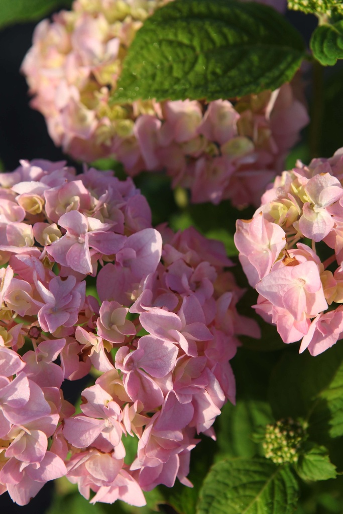 [HMBRO60C] HYDRANGEA MACROPHYLLA 'BOUQUET ROSE' (Pot, 60-80 cm)