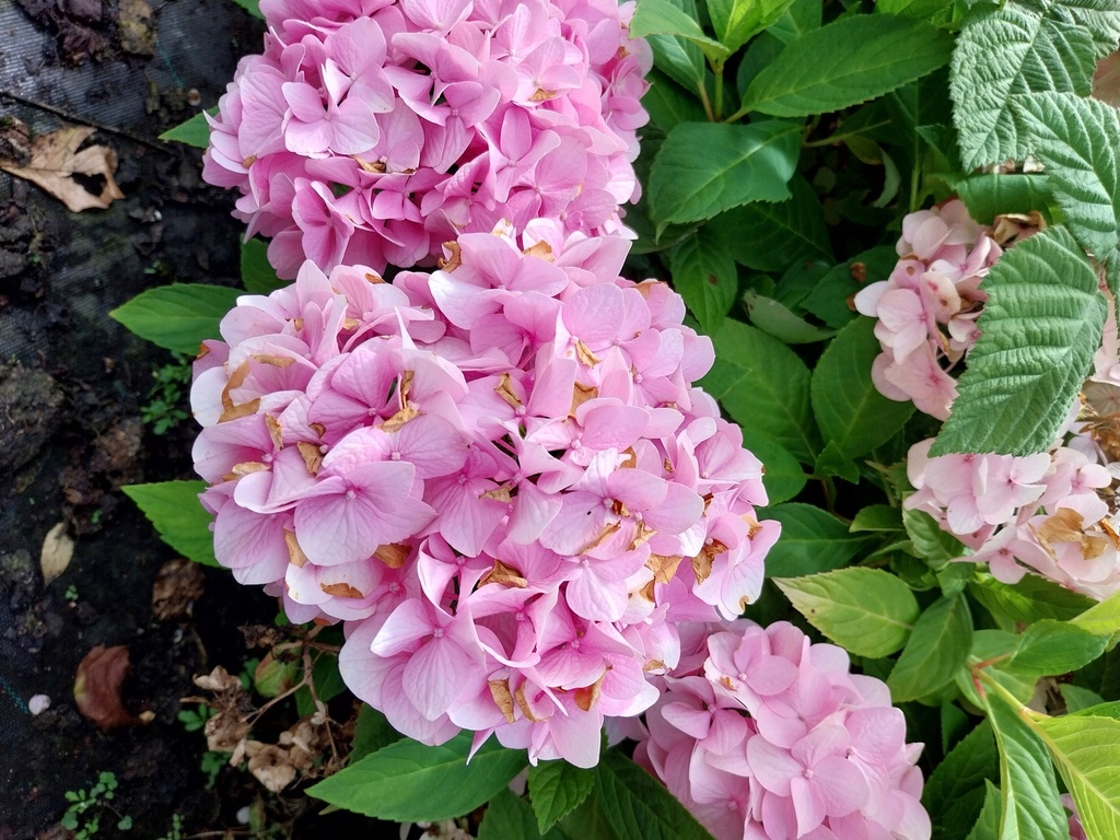 [HMBRO60C] HYDRANGEA MACROPHYLLA 'BOUQUET ROSE' (Pot, 60-80 cm)