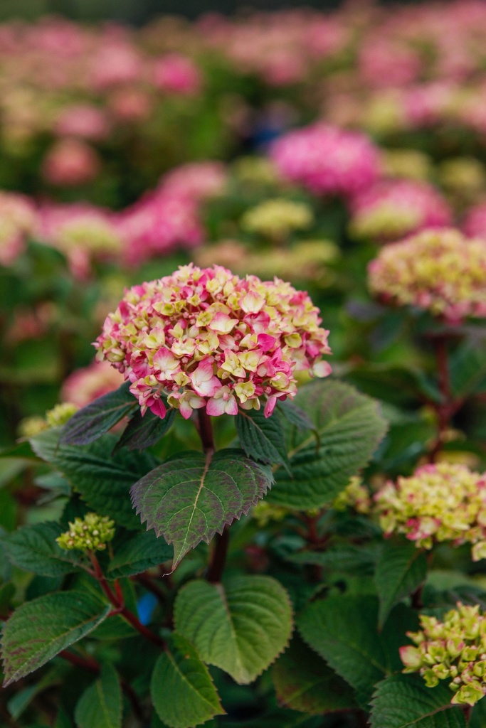 [xx] HYDRANGEA MACROPHYLLA ENDLESS SUMMER® BLOOMSTAR® (Pot 3 liter, 20-25 cm)