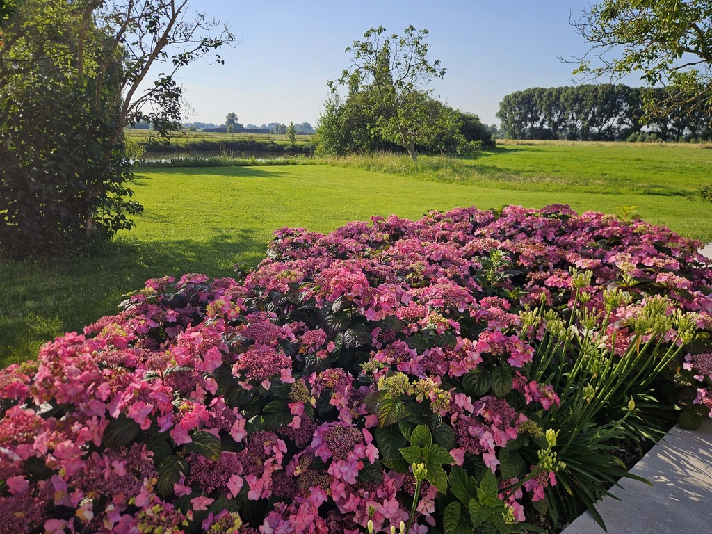[xx] HYDRANGEA MACROPHYLLA ENDLESS SUMMER® POP STAR® (Pot 3 liter, 20-25 cm)