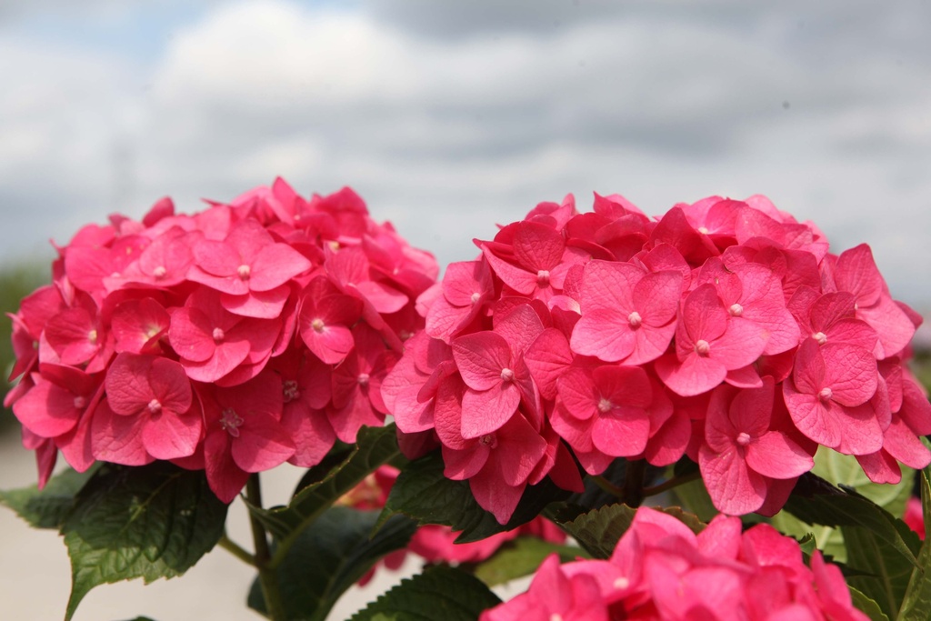 [xx] HYDRANGEA MACROPHYLLA ENDLESS SUMMER® SUMMER LOVE® (Pot, 125-150 cm)