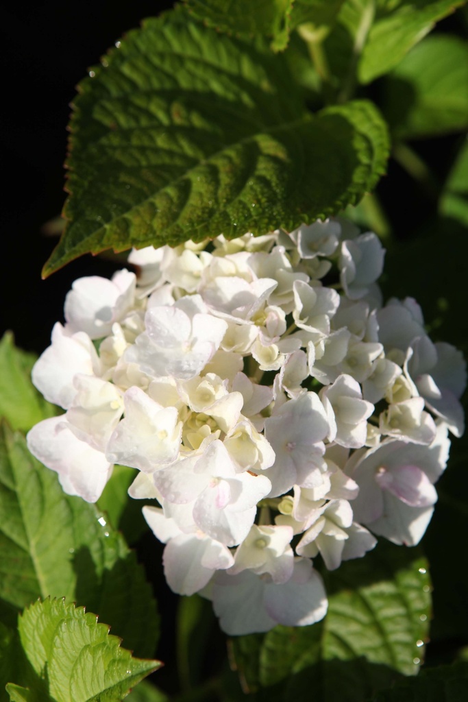 HYDRANGEA MACROPHYLLA ENDLESS SUMMER® THE BRIDE