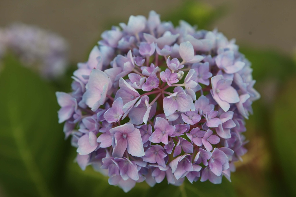 [xx] HYDRANGEA MACROPHYLLA ENDLESS SUMMER® THE ORIGINAL (Pot, 125-150 cm)