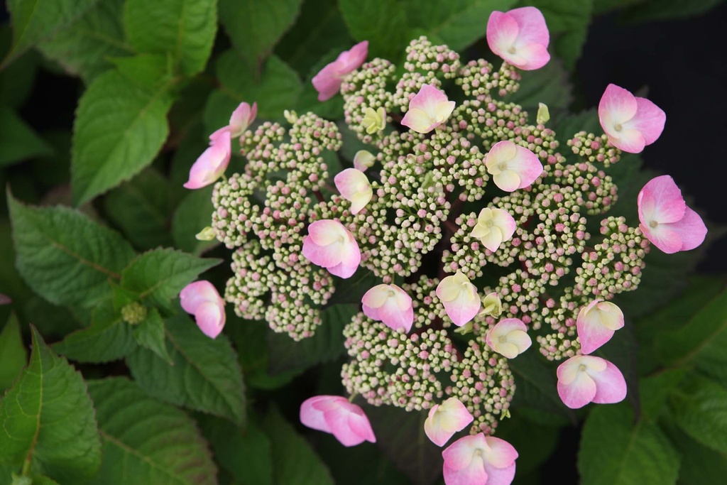 [xx] HYDRANGEA MACROPHYLLA ENDLESS SUMMER® TWIST & SHOUT (Pot 3 liter, 20-25 cm)