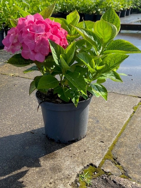 [HMKGE3] HYDRANGEA MACROPHYLLA 'KING GEORGE V' (Pot 3 litres, 25-30 cm)