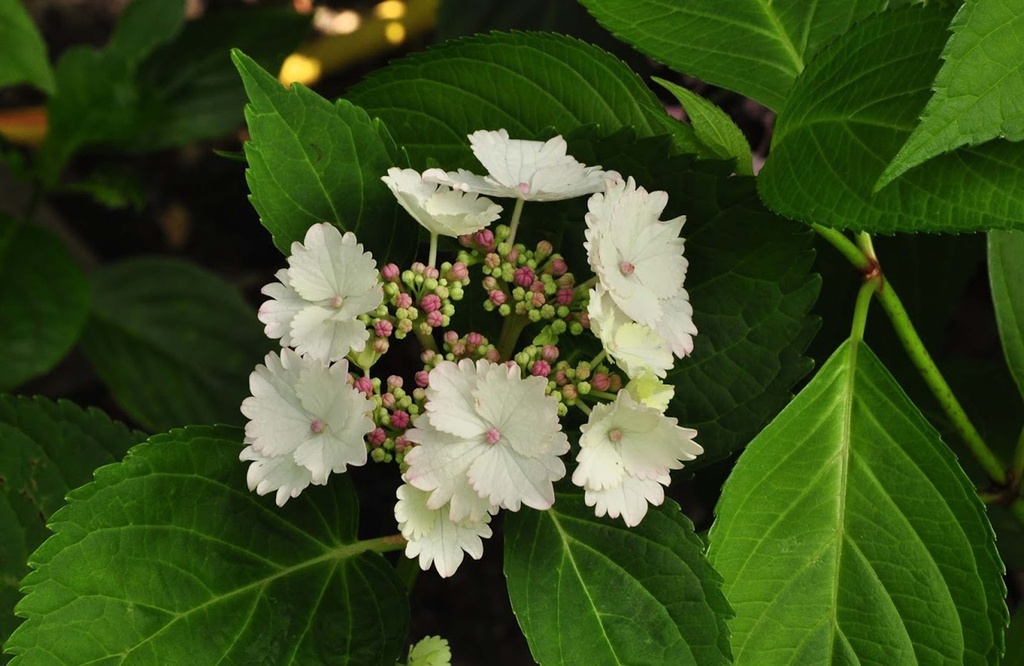[xx] HYDRANGEA MACROPHYLLA 'KORIA' (Pot 5 liter, 30-40 cm)