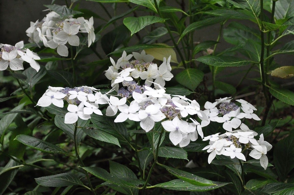 [HMLWH3] HYDRANGEA MACROPHYLLA 'LANARTH WHITE' (Pot 3 litres, 25-30 cm)