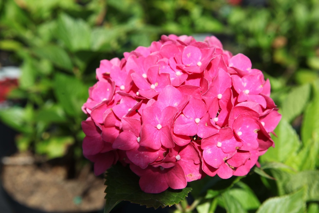 [HMLE3] HYDRANGEA MACROPHYLLA 'LEUCHTFEUER' (Pot 3 liter, 30-40 cm)