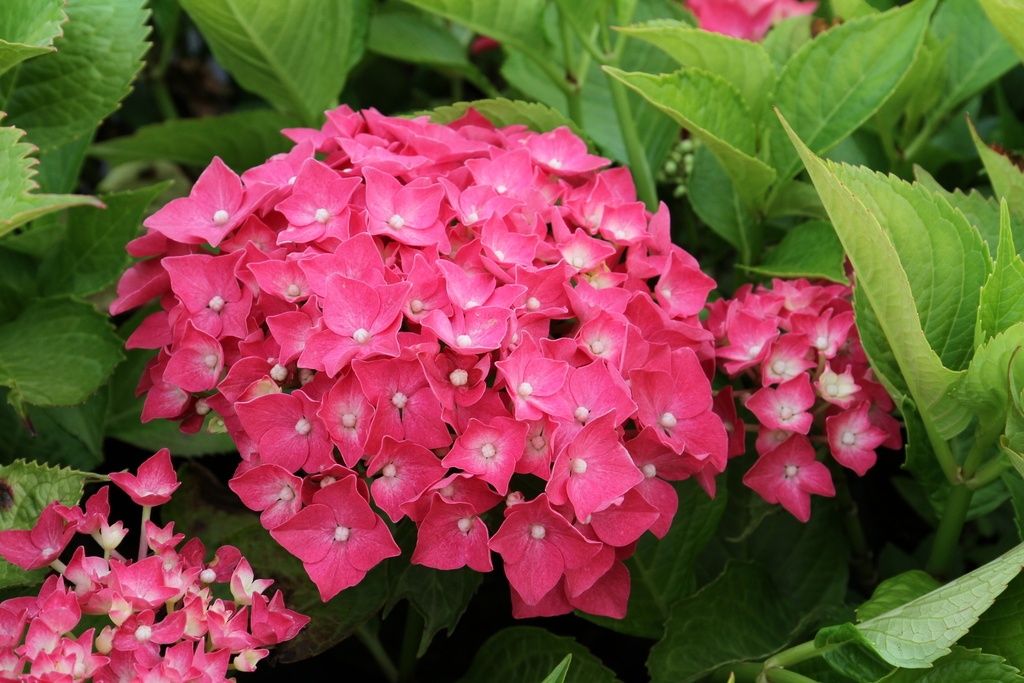 [HMLE3] HYDRANGEA MACROPHYLLA 'LEUCHTFEUER' (Pot 3 litres, 30-40 cm)