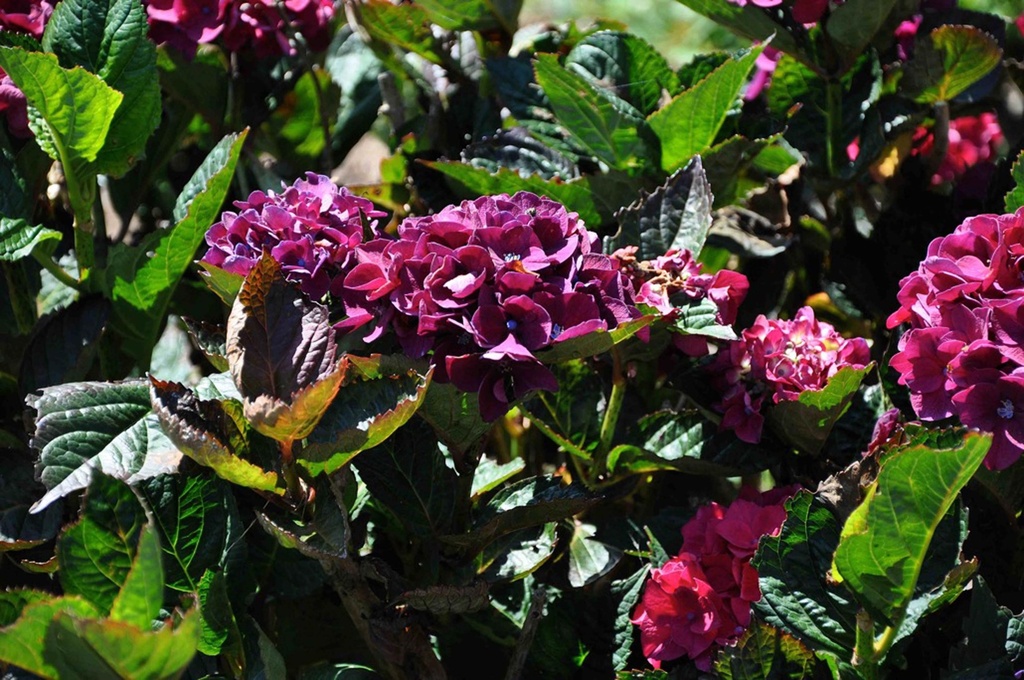 [HMMSA25C3] HYDRANGEA MACROPHYLLA 'MERVEILLE SANGUINEA' (Pot 3 liter, 25-30 cm)