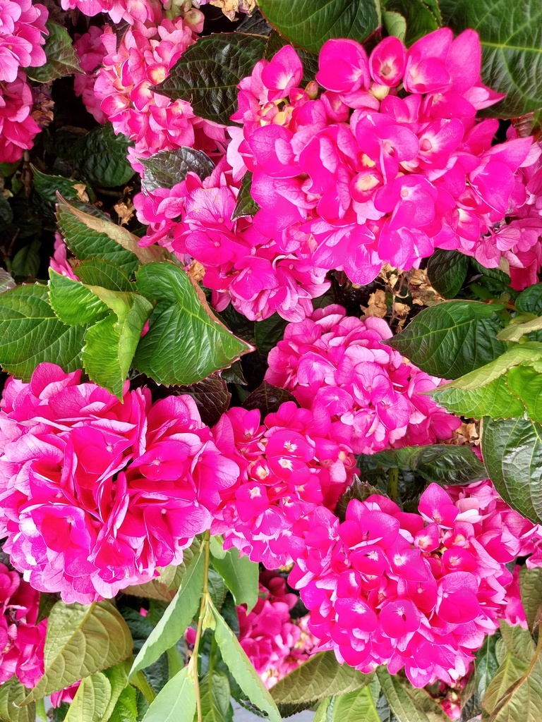 [HMMSA3] HYDRANGEA MACROPHYLLA 'MERVEILLE SANGUINEA' (Pot 3 litres, 25-30 cm)