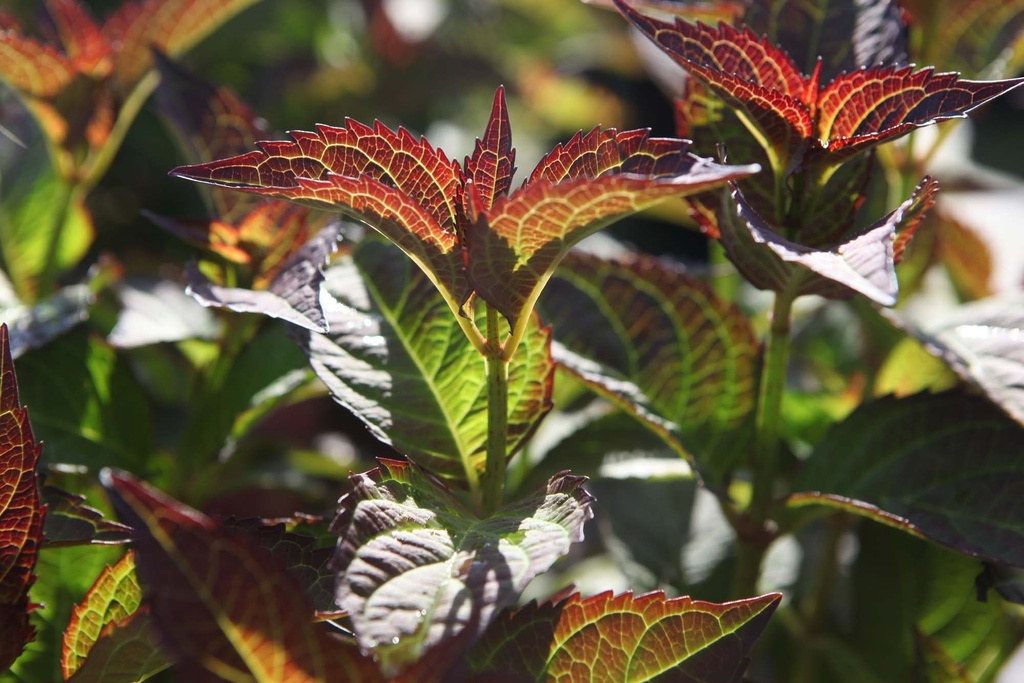 [xx] HYDRANGEA MACROPHYLLA 'MIRAI' (Pot 3 liter, 25-30 cm)
