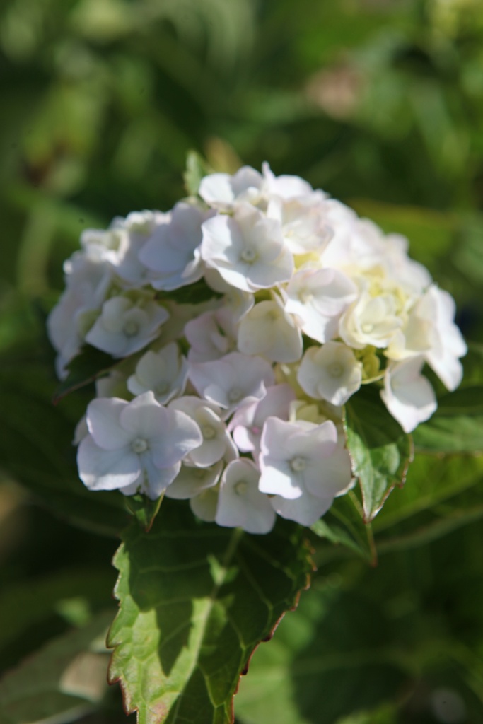 HYDRANGEA MACROPHYLLA 'MME EMILE MOUILLÈRE'