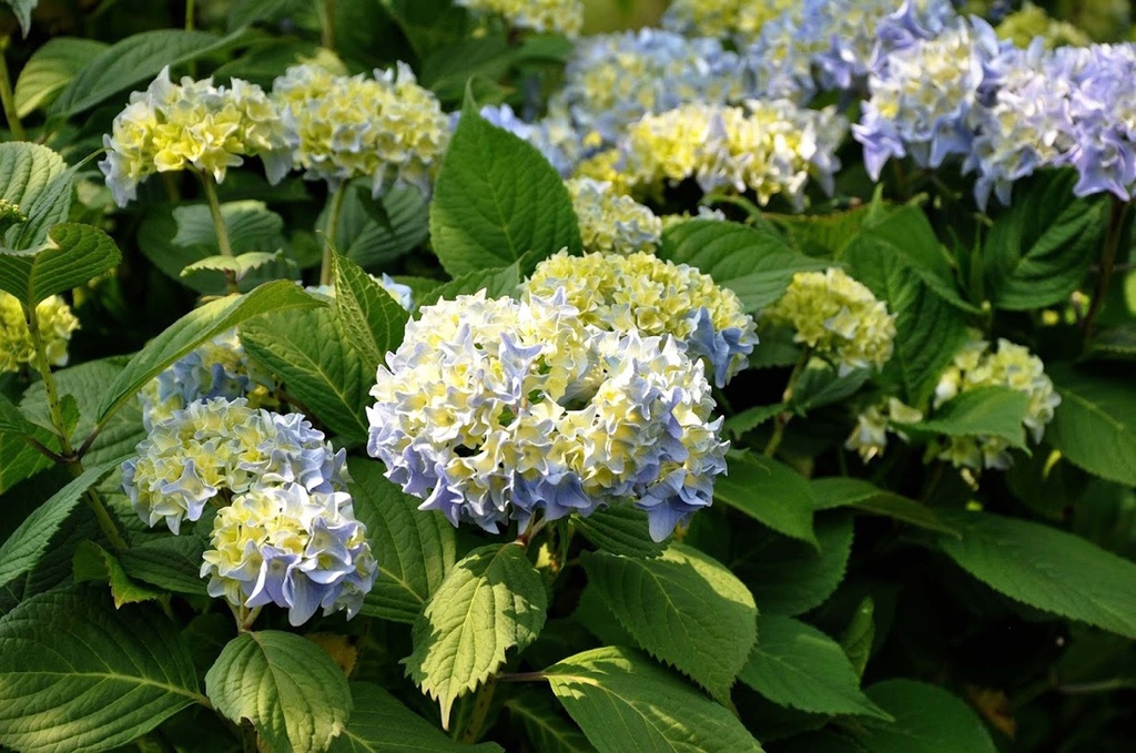HYDRANGEA MACROPHYLLA 'NIKKO BLUE'