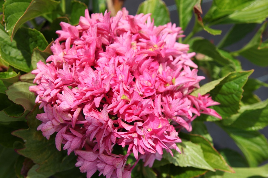 [HMPDI25C3] HYDRANGEA MACROPHYLLA PRINCESS DIANA (Pot 3 liter, 25-30 cm)