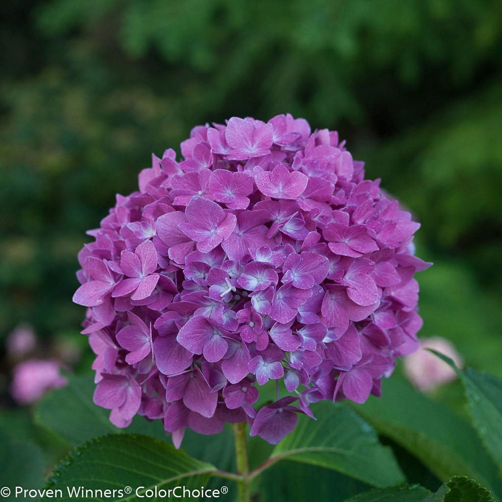 [xx] HYDRANGEA MACROPHYLLA PROVEN WINNERS® FLAIR & FLAVOURS® BLACKCURRANT MUFFIN (Pot 5 liter, 50-60 cm)