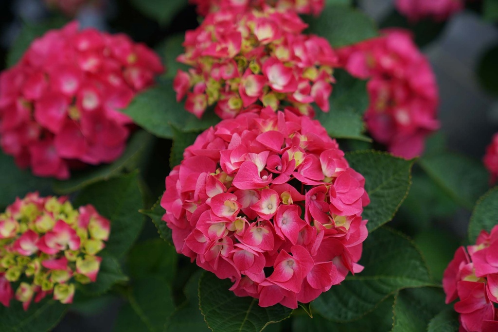 HYDRANGEA MACROPHYLLA PROVEN WINNERS® FLAIR & FLAVOURS® RASPBERRY LEMONADE