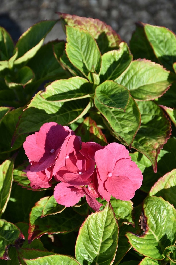 HYDRANGEA MACROPHYLLA 'RED BARON'