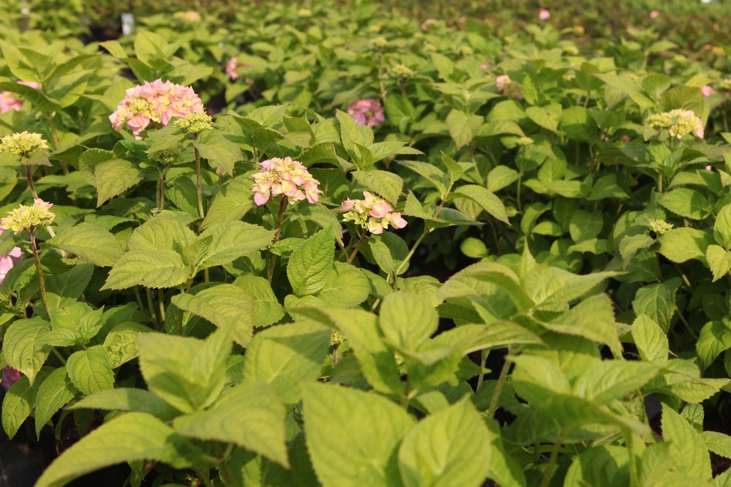 [xx] HYDRANGEA MACROPHYLLA 'ROSITA' (Pot 5 liter, 40-50 cm)