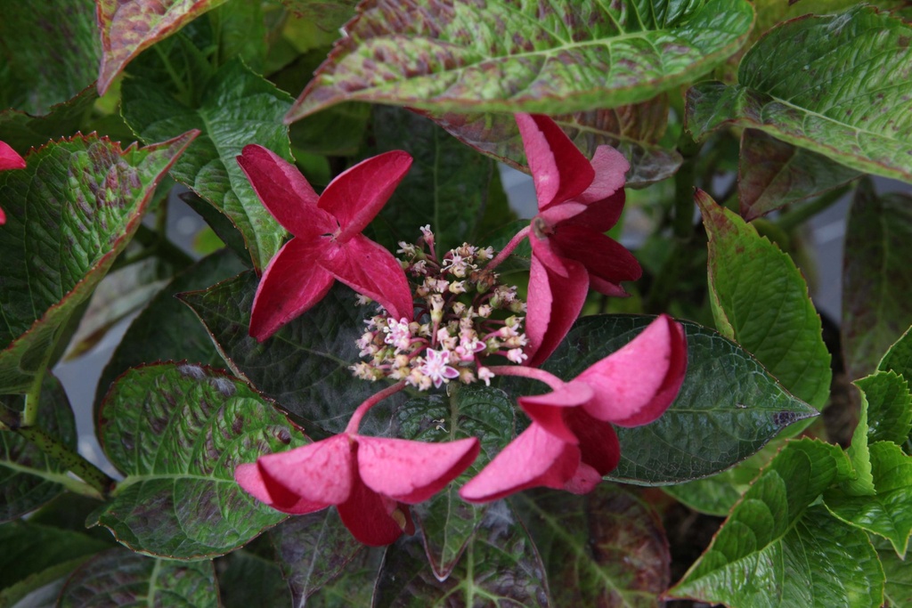 [HMRO3] HYDRANGEA MACROPHYLLA 'ROTSCHWANZ' (Pot 3 liter, 25-30 cm)