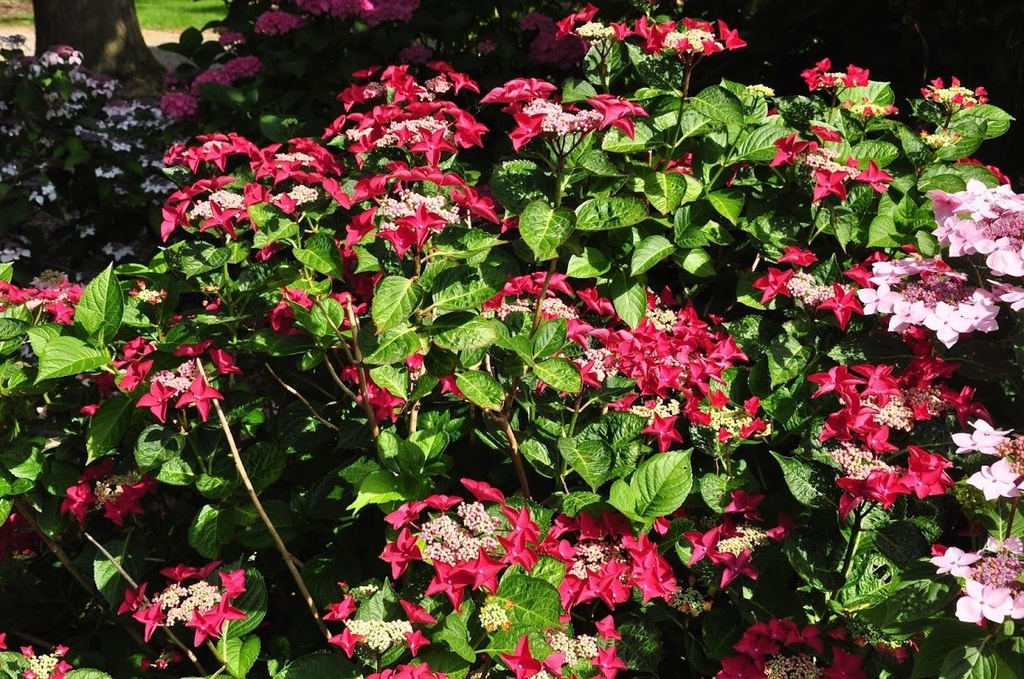 [HMRO3] HYDRANGEA MACROPHYLLA 'ROTSCHWANZ' (Pot 3 liter, 25-30 cm)