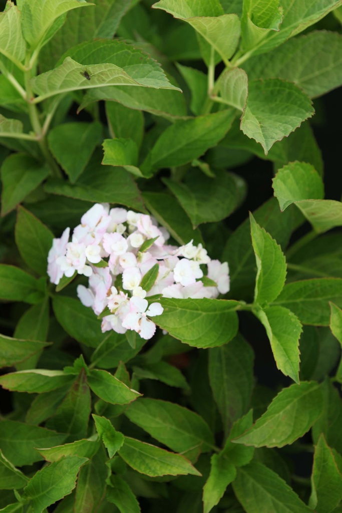 [xx] HYDRANGEA MACROPHYLLA 'SOEUR THÉRÈSE' (Pot, 60-80 cm)