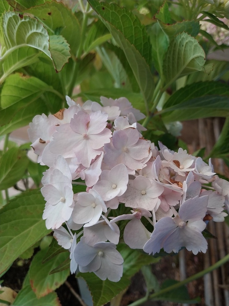 [xx] HYDRANGEA MACROPHYLLA 'SOEUR THÉRÈSE' (Pot, 60-80 cm)