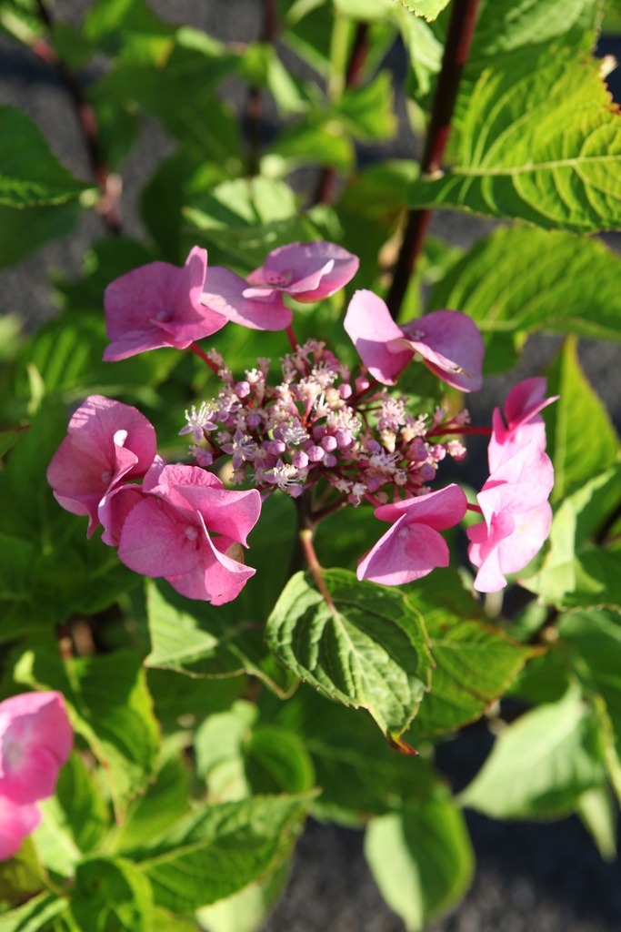 HYDRANGEA MACROPHYLLA 'ZORRO'