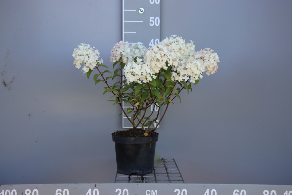 HYDRANGEA PANICULATA BOBO