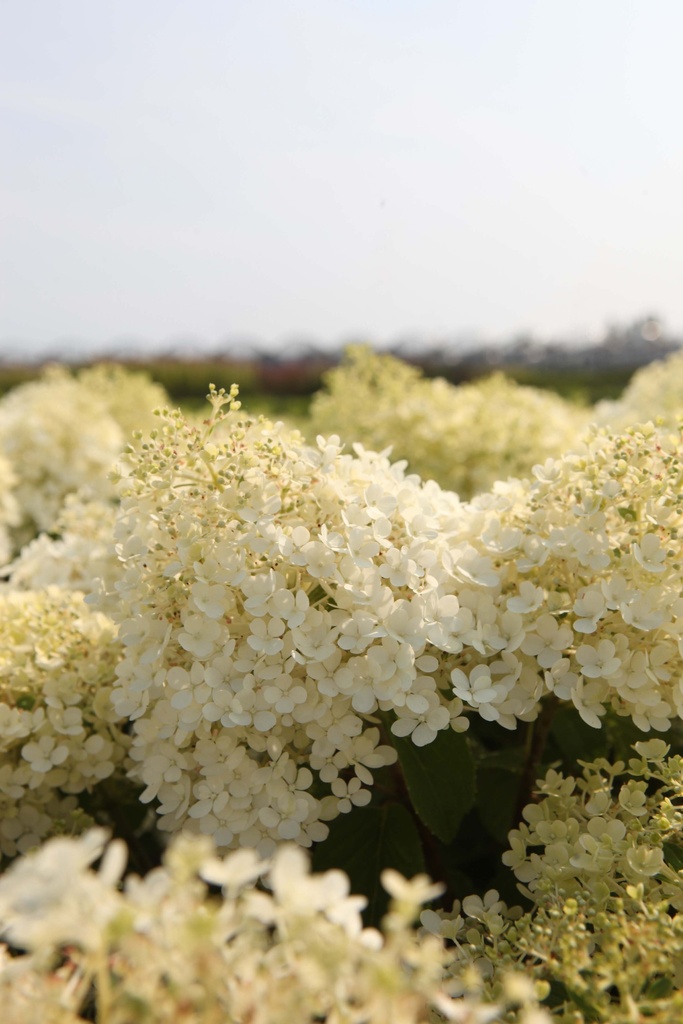 [xx] HYDRANGEA PANICULATA BOBO (Pot, 60-80 cm)