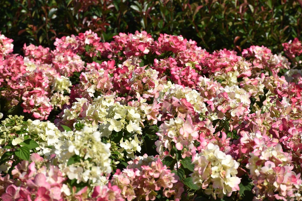 HYDRANGEA PANICULATA DIAMANT ROUGE