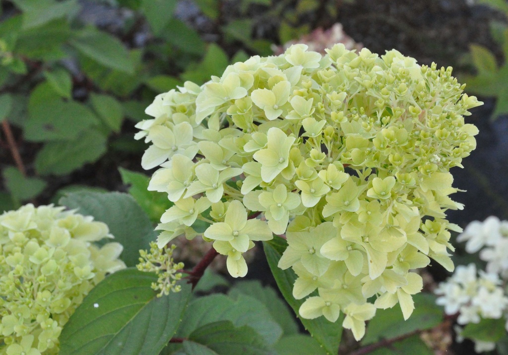 HYDRANGEA PANICULATA DIAMANTINO