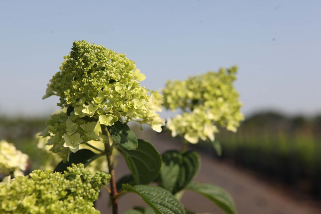 [xx] HYDRANGEA PANICULATA FIRST EDITIONS® LITTLE HOTTIE (Pot 3 liter, 40-50 cm)