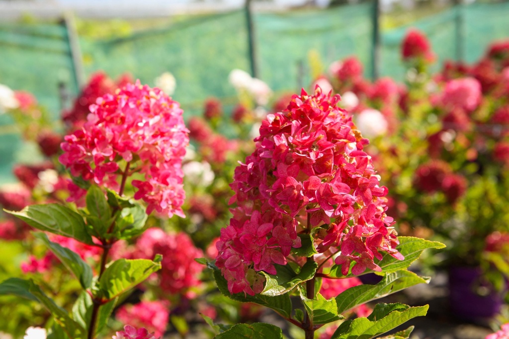 [xx] HYDRANGEA PANICULATA FIRST EDITIONS® SPRING SIZZLE (Pot 3 litres, 40-50 cm)