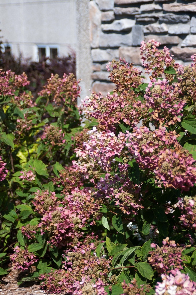 HYDRANGEA PANICULATA FIRST EDITIONS® 'TICKLED PINK®'