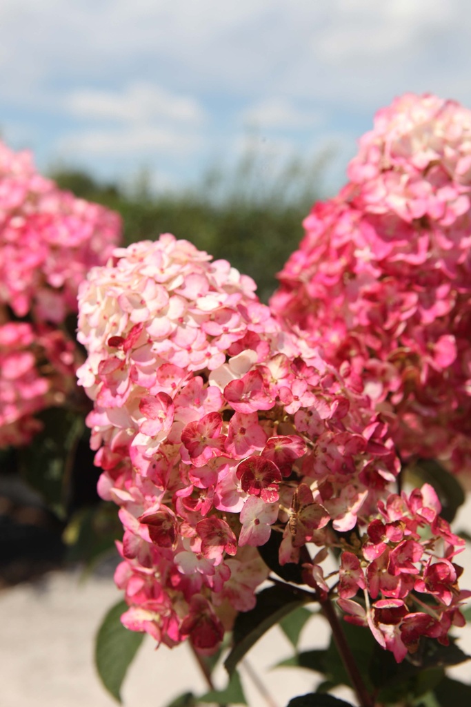 [xx] HYDRANGEA PANICULATA FRAMBOISINE (Pot 3 liter, 40-50 cm)