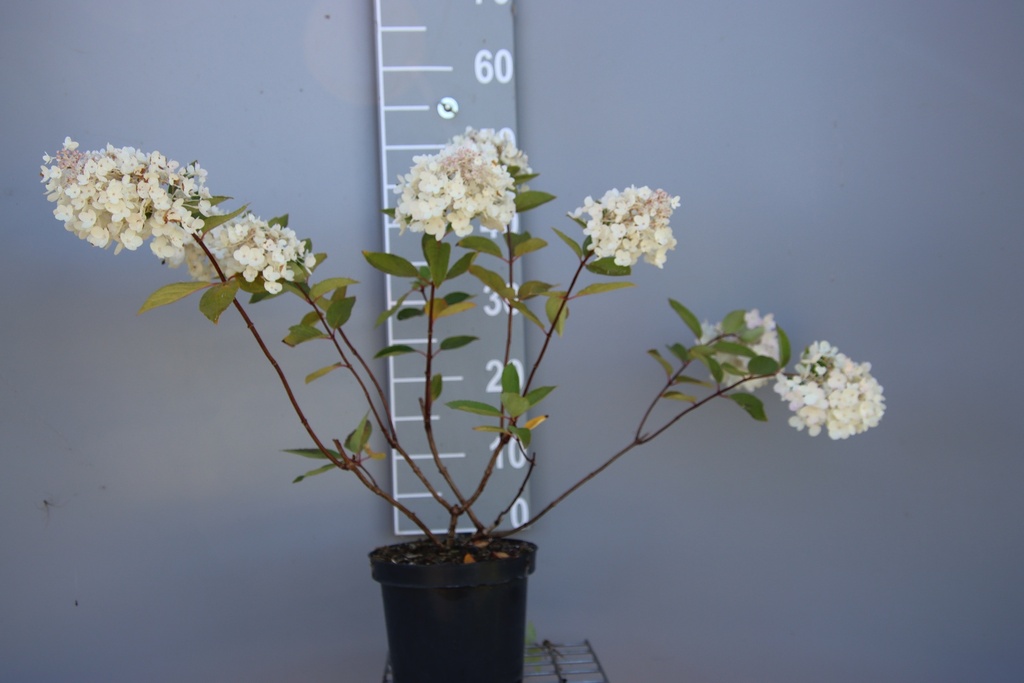 HYDRANGEA PANICULATA 'GRANDIFLORA'