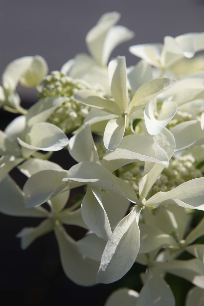 HYDRANGEA PANICULATA GREAT STAR