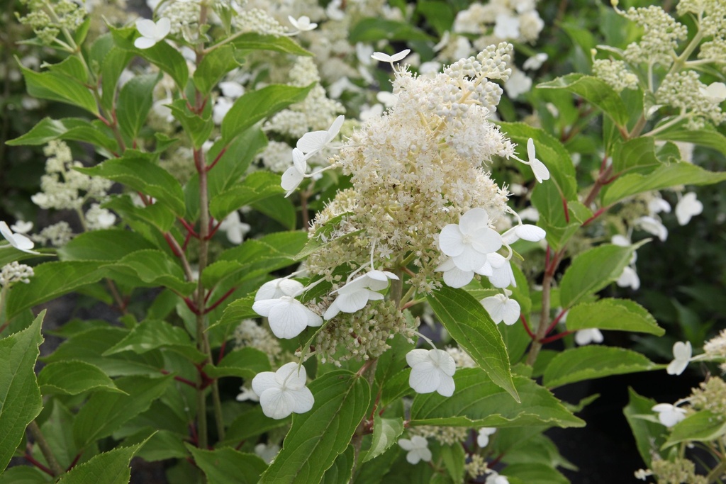 [HPKY3] HYDRANGEA PANICULATA 'KYUSHU' (Pot 3 litres, 40-50 cm)
