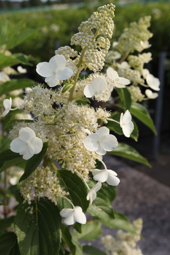 [HPKY40C3] HYDRANGEA PANICULATA 'KYUSHU' (Pot 3 litres, 40-50 cm)