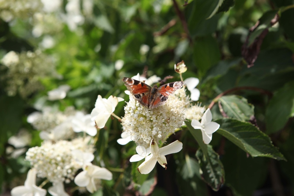 [xx] HYDRANGEA PANICULATA 'LEVANA' (Pot 3 liter, 40-50 cm)