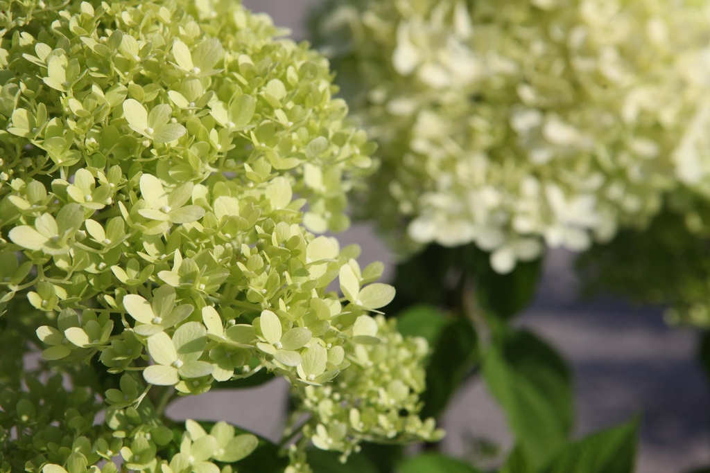 [HPLI3] HYDRANGEA PANICULATA 'LIMELIGHT' (Pot 3 litres, 40-50 cm)