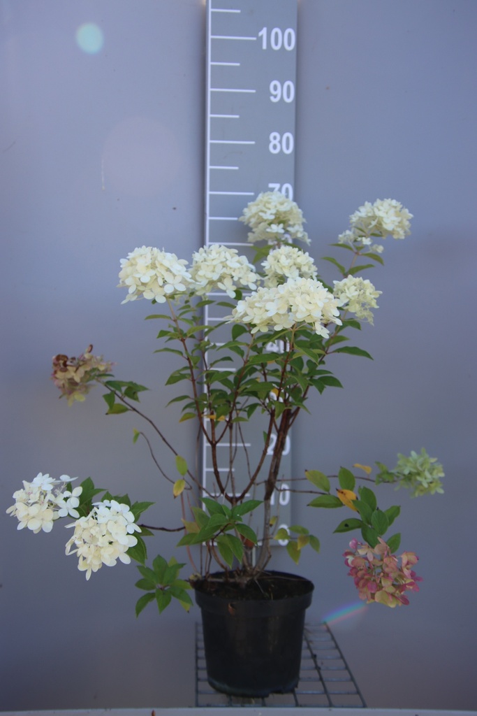 [HPLI3] HYDRANGEA PANICULATA 'LIMELIGHT' (Pot 3 litres, 40-50 cm)