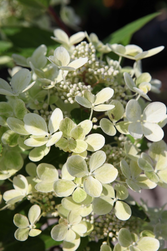 [xx] HYDRANGEA PANICULATA PASTELGREEN (Pot 3 liter, 40-50 cm)