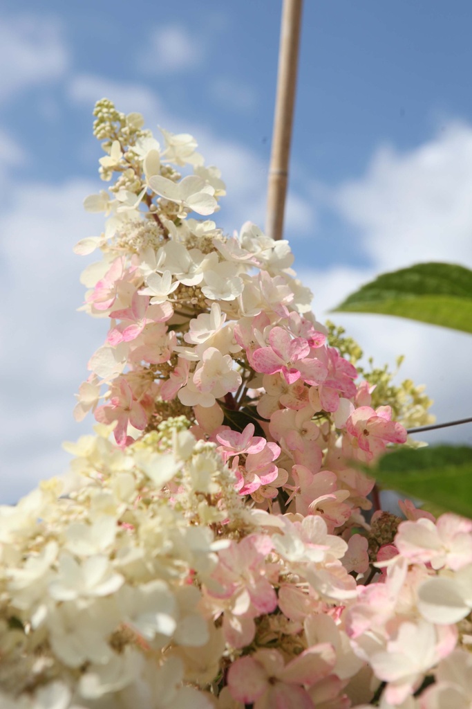 [xx] HYDRANGEA PANICULATA PINKY WINKY® (Pot, 100 cm stam)